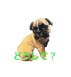 子犬のフレンチブルドックのスタンプ（個別スタンプ：16）