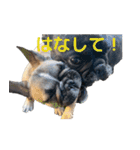 子犬のフレンチブルドックのスタンプ（個別スタンプ：17）