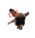 子犬のフレンチブルドックのスタンプ（個別スタンプ：20）