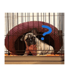 子犬のフレンチブルドックのスタンプ（個別スタンプ：22）