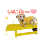 アンくんのスタンプ☆☆（個別スタンプ：10）