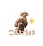 ロック、ピース、レア（個別スタンプ：2）