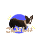 ロック、ピース、レア（個別スタンプ：3）