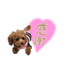 ロック、ピース、レア（個別スタンプ：14）