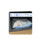 帰って来たモアdog（個別スタンプ：4）