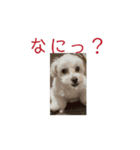 帰って来たモアdog（個別スタンプ：5）