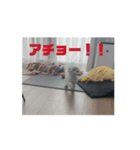 帰って来たモアdog（個別スタンプ：6）