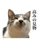 うずめの毎日2（個別スタンプ：1）