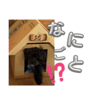 beauちゃんの日常スタンプ（個別スタンプ：17）