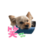 ちょこたろう3（個別スタンプ：9）