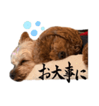 ちょこたろう3（個別スタンプ：33）