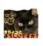 黒猫 ルナ院長146にゃんめ（個別スタンプ：1）