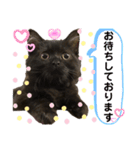 黒猫 ルナ院長146にゃんめ（個別スタンプ：6）