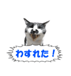 木更津猫チョビすけ_06（個別スタンプ：2）
