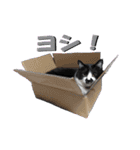 木更津猫チョビすけ_06（個別スタンプ：3）