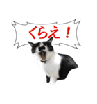木更津猫チョビすけ_06（個別スタンプ：4）