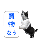 木更津猫チョビすけ_06（個別スタンプ：5）