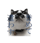 木更津猫チョビすけ_06（個別スタンプ：6）