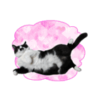 木更津猫チョビすけ_06（個別スタンプ：7）