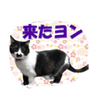 木更津猫チョビすけ_06（個別スタンプ：8）