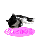 木更津猫チョビすけ_06（個別スタンプ：9）