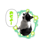 木更津猫チョビすけ_06（個別スタンプ：11）