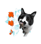 木更津猫チョビすけ_06（個別スタンプ：13）
