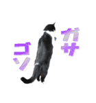 木更津猫チョビすけ_06（個別スタンプ：14）