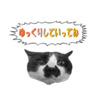 木更津猫チョビすけ_06（個別スタンプ：15）