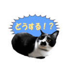 木更津猫チョビすけ_06（個別スタンプ：17）
