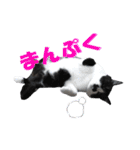 木更津猫チョビすけ_06（個別スタンプ：21）