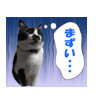 木更津猫チョビすけ_06（個別スタンプ：23）