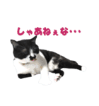 木更津猫チョビすけ_06（個別スタンプ：24）