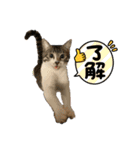 飛ぶぜ！きゃろん！（個別スタンプ：2）