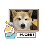 マルさんとシロちゃん（個別スタンプ：4）