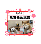 マルさんとシロちゃん（個別スタンプ：5）