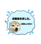マルさんとシロちゃん（個別スタンプ：6）