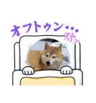 マルさんとシロちゃん（個別スタンプ：7）