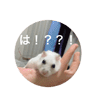 つばきたんのスタンプ（個別スタンプ：1）