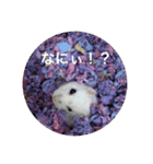 つばきたんのスタンプ（個別スタンプ：3）