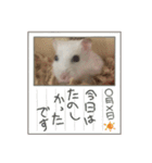 つばきたんのスタンプ（個別スタンプ：21）