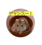 つばきたんのスタンプ（個別スタンプ：23）