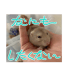 つばきたんのスタンプ（個別スタンプ：24）