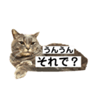 ねこ様スタンプ3（個別スタンプ：4）
