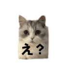 ねこ様スタンプ3（個別スタンプ：5）