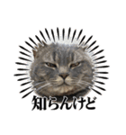 ねこ様スタンプ3（個別スタンプ：6）