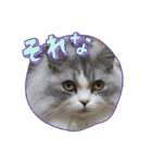 ねこ様スタンプ3（個別スタンプ：8）
