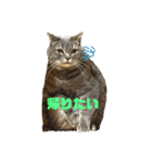 ねこ様スタンプ3（個別スタンプ：13）