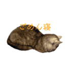 ねこ様スタンプ3（個別スタンプ：14）
