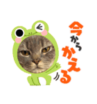 ねこ様スタンプ3（個別スタンプ：15）